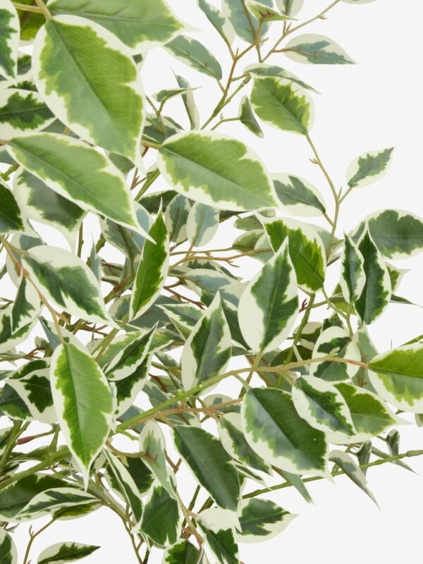 Artificial plant GUNNULF H150cm w/pot - Image 4